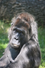 Africa reverie thinking big black monkey gorilla
