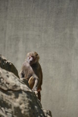 monkey wild Papio baboon on rocky stone