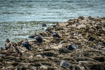 Enten am Rheinstrand