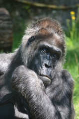 Africa reverie thinking big black monkey gorilla