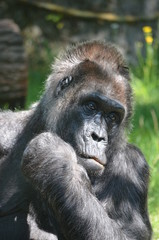 Africa reverie thinking big black monkey gorilla