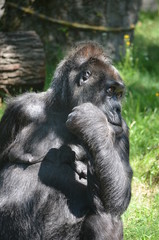 Africa reverie thinking big black monkey gorilla