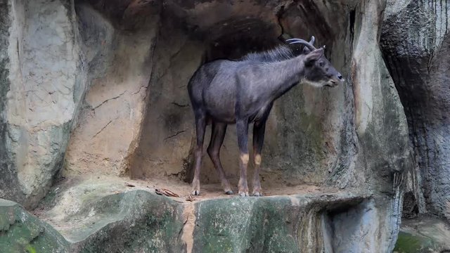 Serow, smaller relatives the gorals, have habitats on rocky hills cliffs or high mountains.