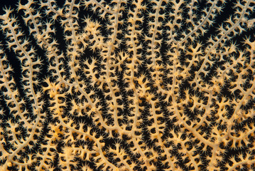 Sea fan with open polyps