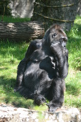 Africa reverie thinking big black monkey gorilla