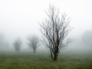 Fruit trees in fog
