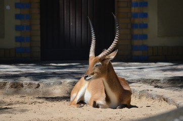 A hot summer day the red antelope deer lies