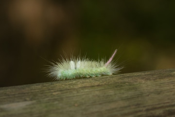 butterfly caterpillar