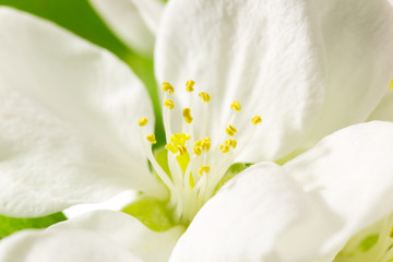 Fototapeta na wymiar Quince flower on white macro