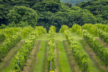 Fototapeta na wymiar Thailand vineyards on the mountains in summer.