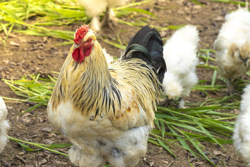 a beautiful chicken in the farm in sunset