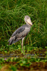 The Shoebill , Balaeniceps rex, also known as Whalehead, is a very large stork-like bird. It derives its name from its massive shoe-shaped bill.