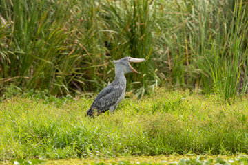 The Shoebill , Balaeniceps rex, also known as Whalehead, is a very large stork-like bird. It derives its name from its massive shoe-shaped bill.