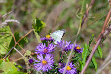 clouded sulpher butterfly