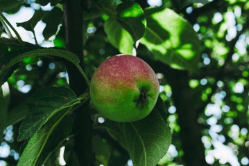Apple tree. Apple tree with small natural apple