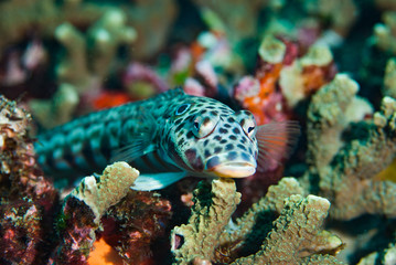 Latticed sandperch Parapercis clathrata