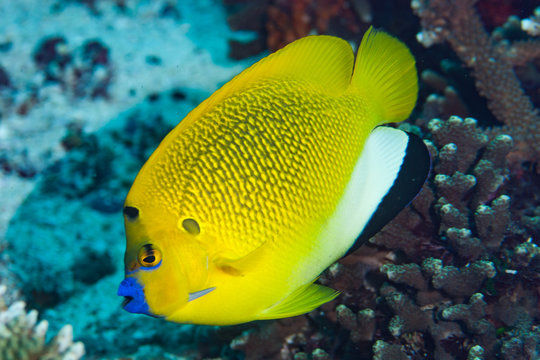 Three-spot angelfish Apolemichthys trimaculatus