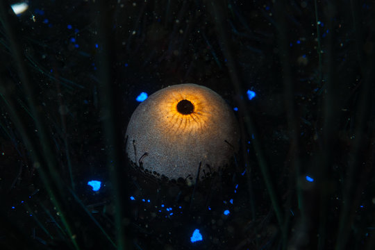 Long-spined sea urchin Diadema setosum detail