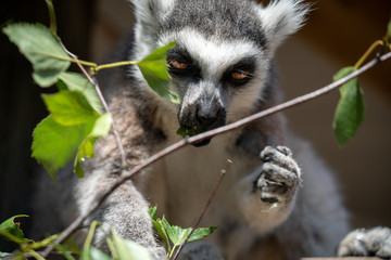 Lemur