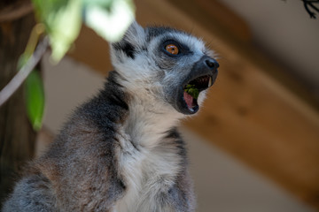 Lemur