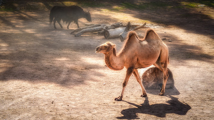 Camel