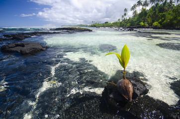 Coconut palm on a beach