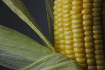 Fresh corn cob closeup