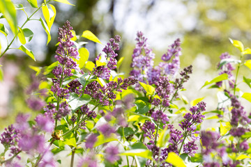 lilac flower in nature