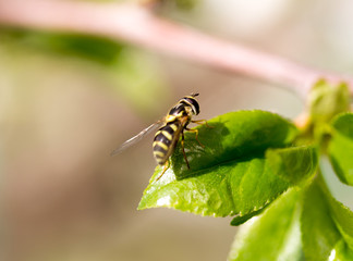 Bee on a flower of a white cherry