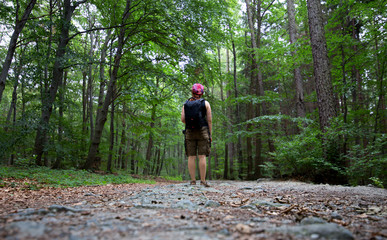 Fototapeta premium Female traveler on a trail in the forest, Poland