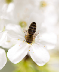 Bee on a flower of a white cherry