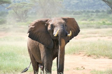 Landscape Shots Family Elephants Africa