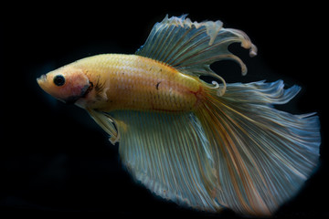 Beautiful Siamese Fighting Fish on black background