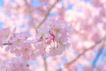Obraz na płótnie Canvas 春イメージ　満開の桜