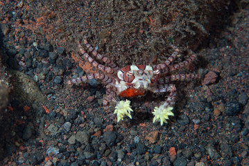 Obraz na płótnie Canvas Boxer Crab Boxer Crab Lybia tessellata carrying eggs tessellata