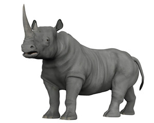 Naklejka premium nosorożce odkrywają okolice