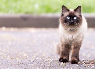 cat in the nature