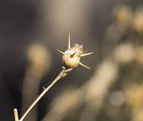 grass spikes in the open air