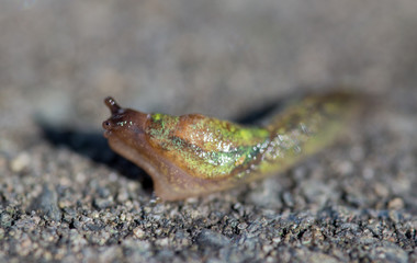 Closeup of garden slug