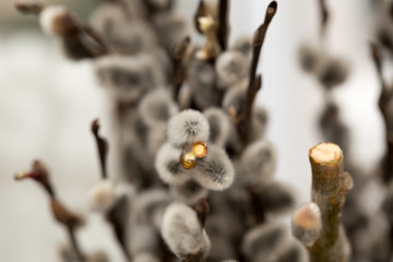willow in early spring