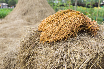 Gold paddy on rice straw after harvested