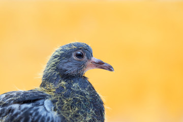 portrait a pigeon on a yellow background