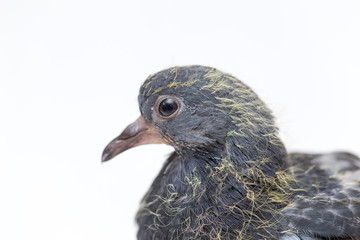 portrait of a dove on a white background