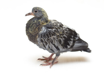 portrait of a dove on a white background