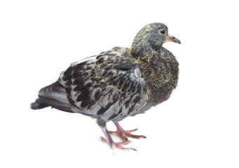portrait of a dove on a white background