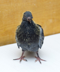 portrait a pigeon on a yellow background