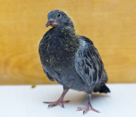 portrait a pigeon on a yellow background