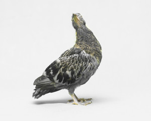 portrait of a dove on a white background