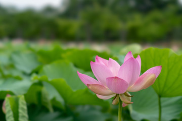 北限の蓮花（2018）