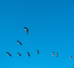 Fototapeta premium Formation of Pelicans Flying Together